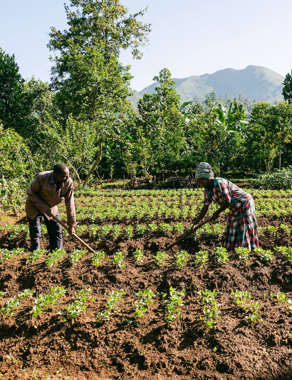 Two farmers cultivating crops with mountains in the distance