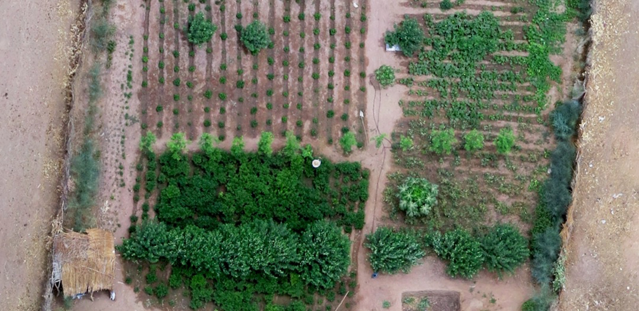 Lush agroforestry land full of trees and crops